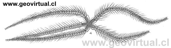 Furcaster paleozoicus