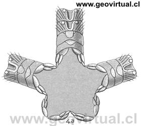 Furcaster paleozoicus