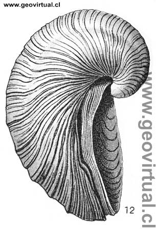 Gryphaea arcuata según E. Fraas