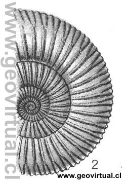 Amonites: Dactylioceras