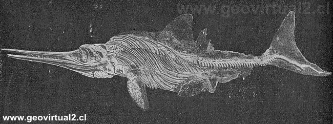 Ichthyosaurus / Ictiosauros