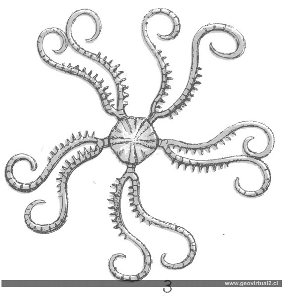 Saccocoma pectinata