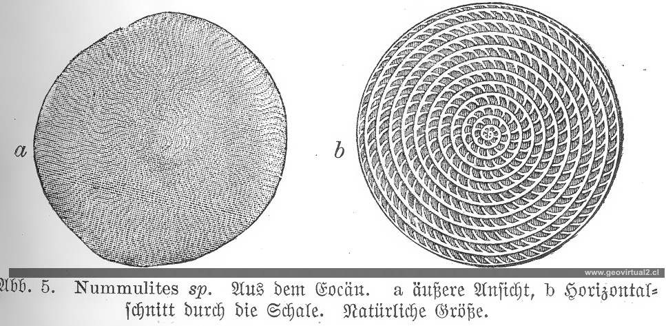 Nummulites de Haas