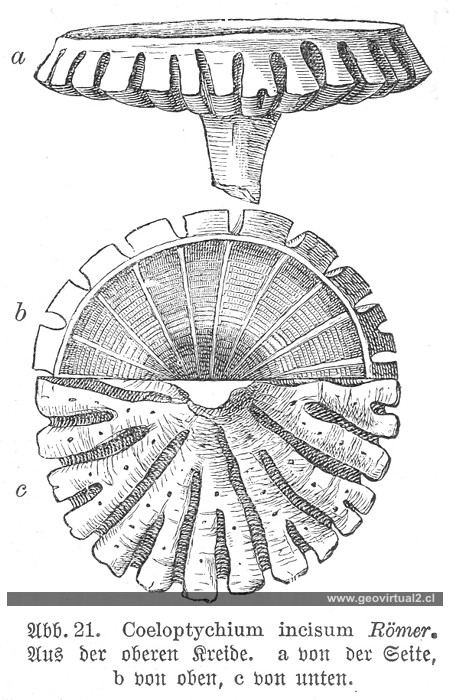 Haas: Coeloptychium