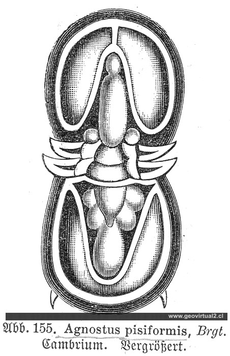 Agnostos