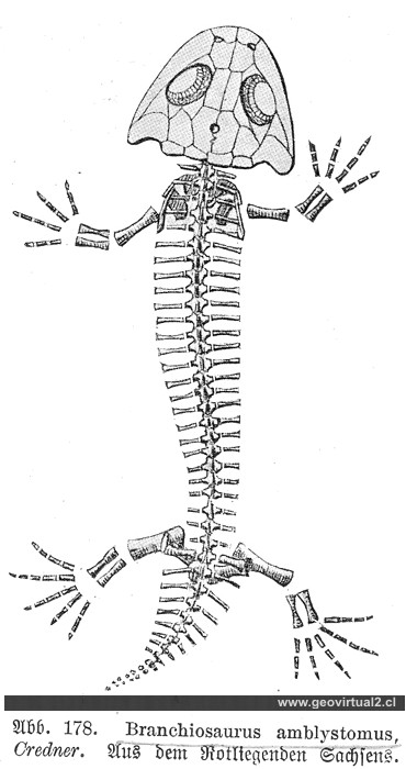 Branchiosaurus de Haas, 1902