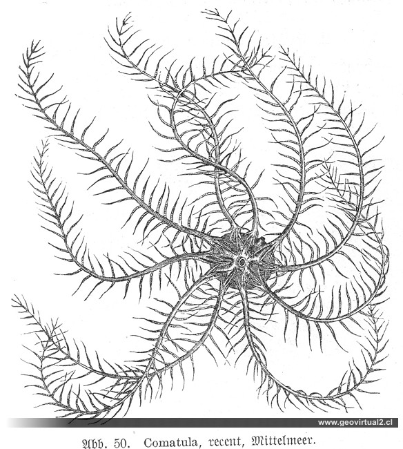 Comatula, Haas 1902