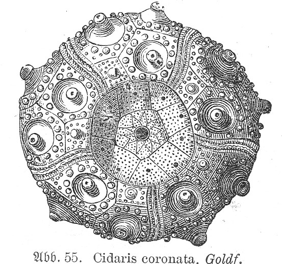 Cidaris coronata, Haas - 1902