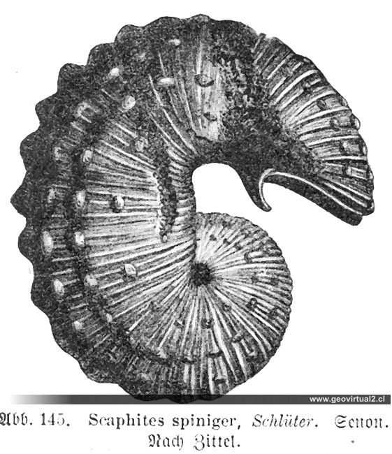 Scaphites