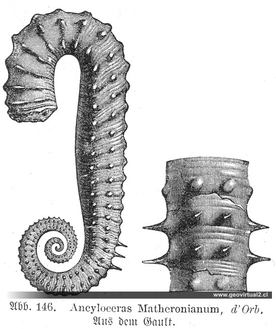 Ancyloceras
