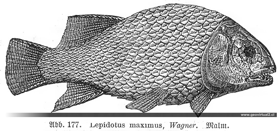 Lepidotus