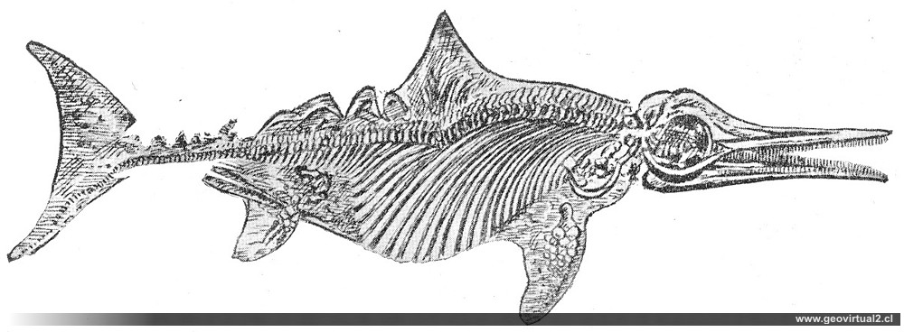 HAAS, 1902: Ichthyosaurus cuadriscissus
