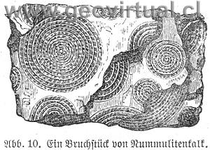 Nummulites