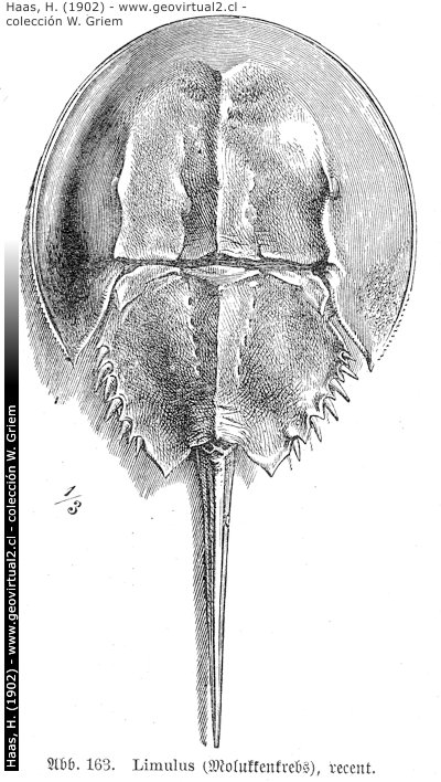 Limulus (Haas, 1902)