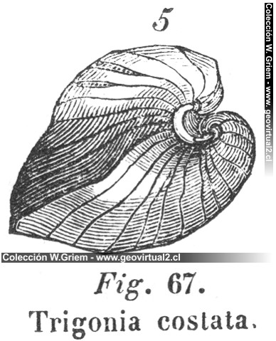 Trigonia costata 