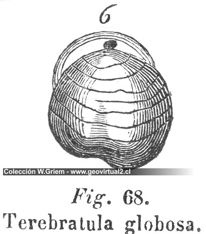 Terebratula Globosa de Hartmann 1843