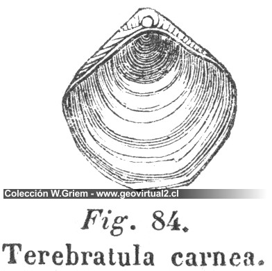 Terebrátula carnea