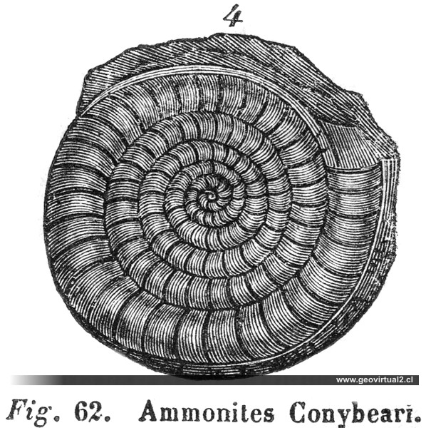 Coroniceras Conybeari