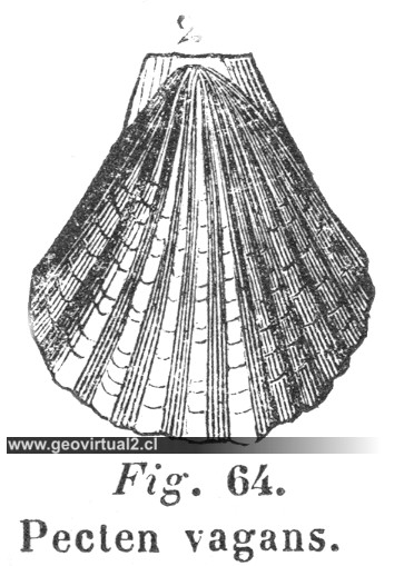 Pecten Vagans