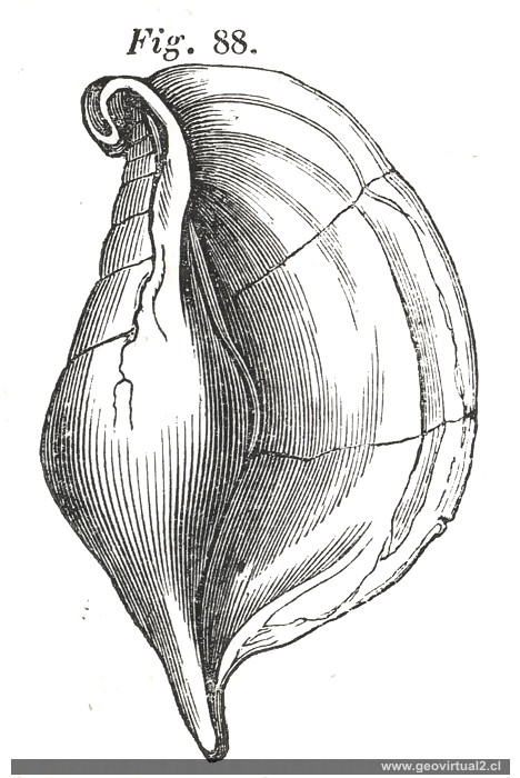 Rostellaria de Hartmann 1843