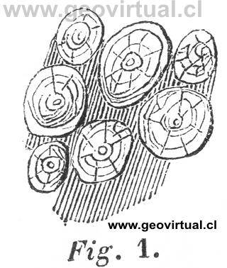 Diorita orbicular (Hartmann, 1843)