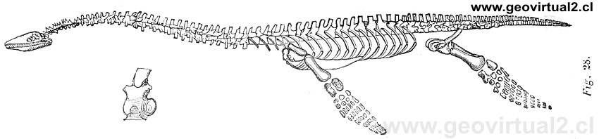 El Plesiosaurus según Hartmann (1843)