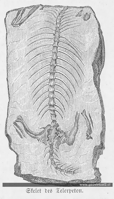 Telerpeton de Lippert