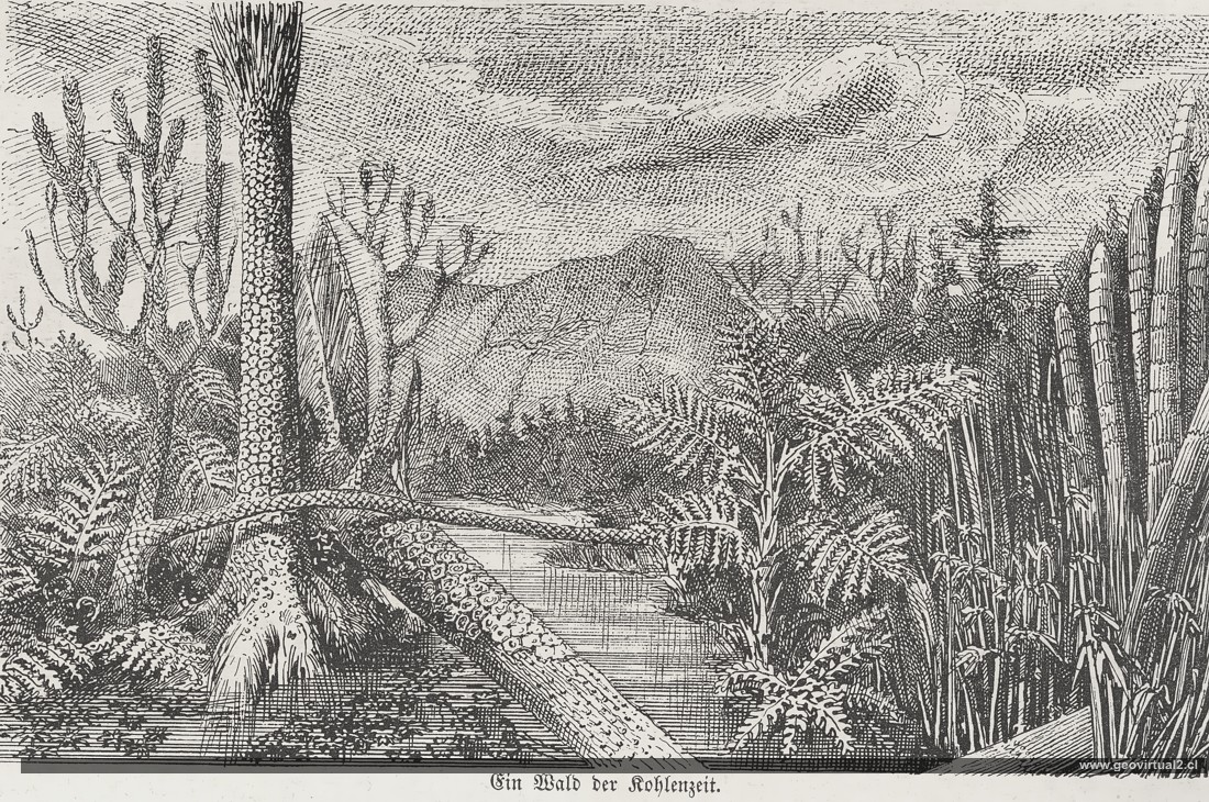 Lippert: Carbonifero