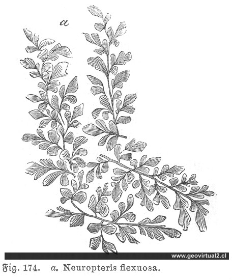 Neuropteris de Ludwig1861