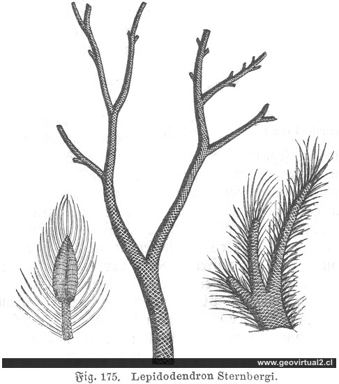 Lepidodendron de Ludwig 1861