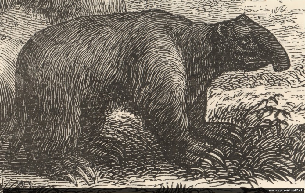 Magatherium, Perezoso