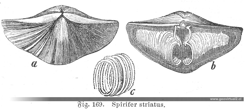 LUDWIG: Spirifer