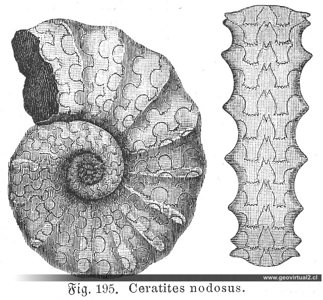 Ceratites Nodosus