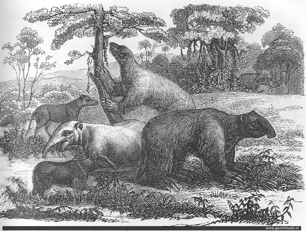 Animales del terciario - molasse