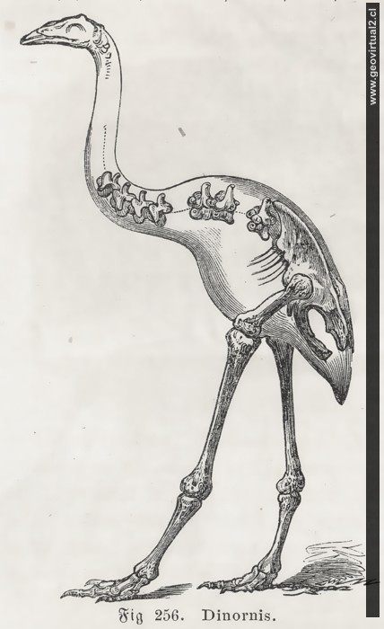 Dinornis de Ludwig