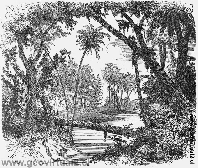 Rudolph Ludwig: Paisaje de la época carbonífera