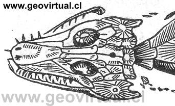 Archegosaurus, pertenecen a  los "Temnospondyli"