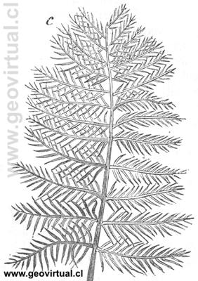 Pecopteris Mantelli (Rudolph Ludwig, 1861)