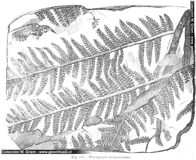 Pecopteris
