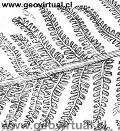 Pecopteris