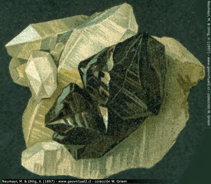 Kassiterit - Zinnstein (Neumayr & Uhlig, 1897)