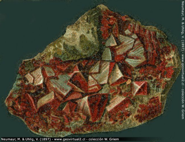 Zinnober (Neumayr & Uhlig, 1897)