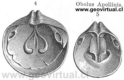 Obolus