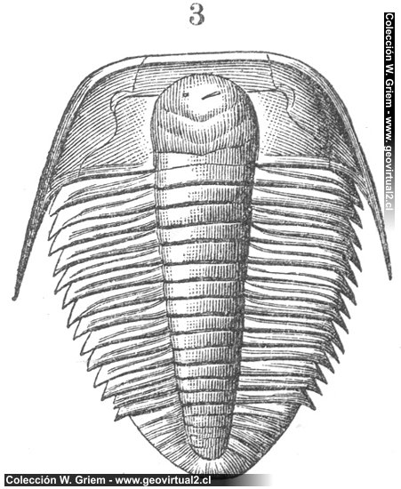 Olenus de Neumayr (original de Angelin)