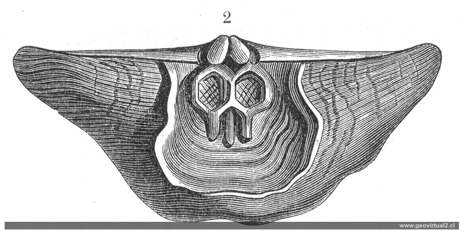 Strophomena
