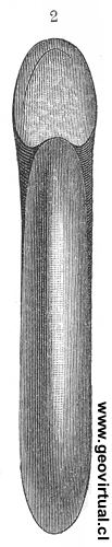 Psiloceras Planorbis - Amonites