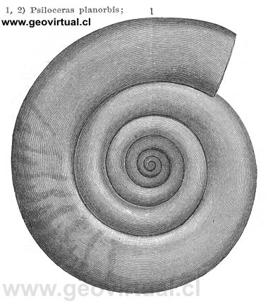 Psiloceras Planorbis