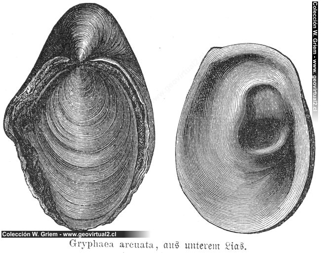 Gryphaea arcuata