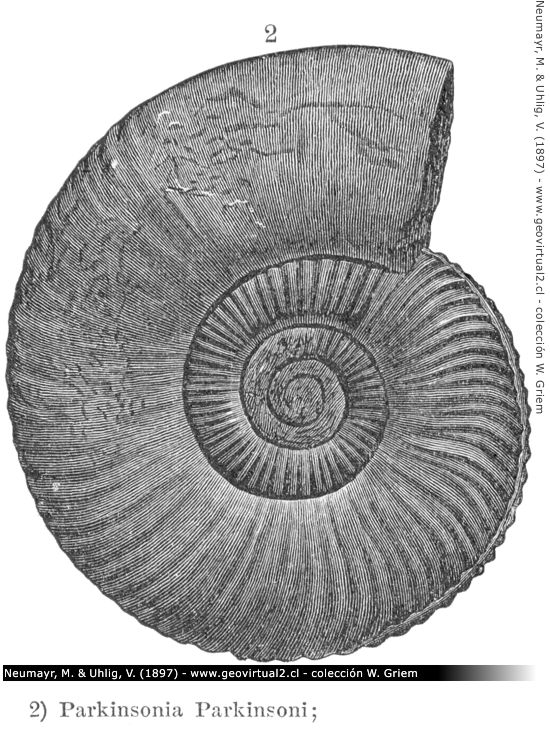 Parkinsonia Parkinsoni