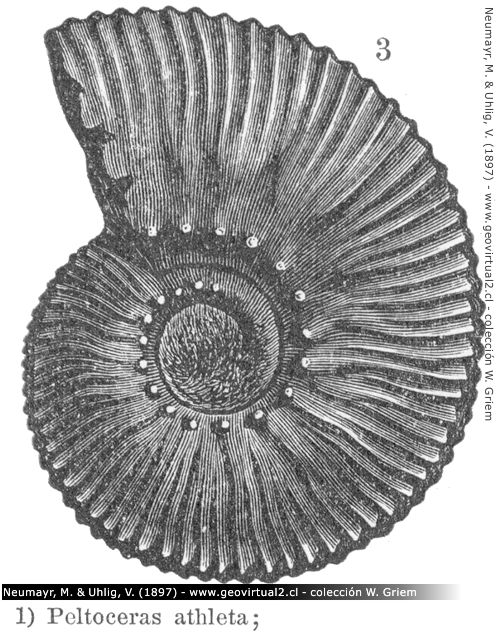 Peltoceras athleta un Amonites